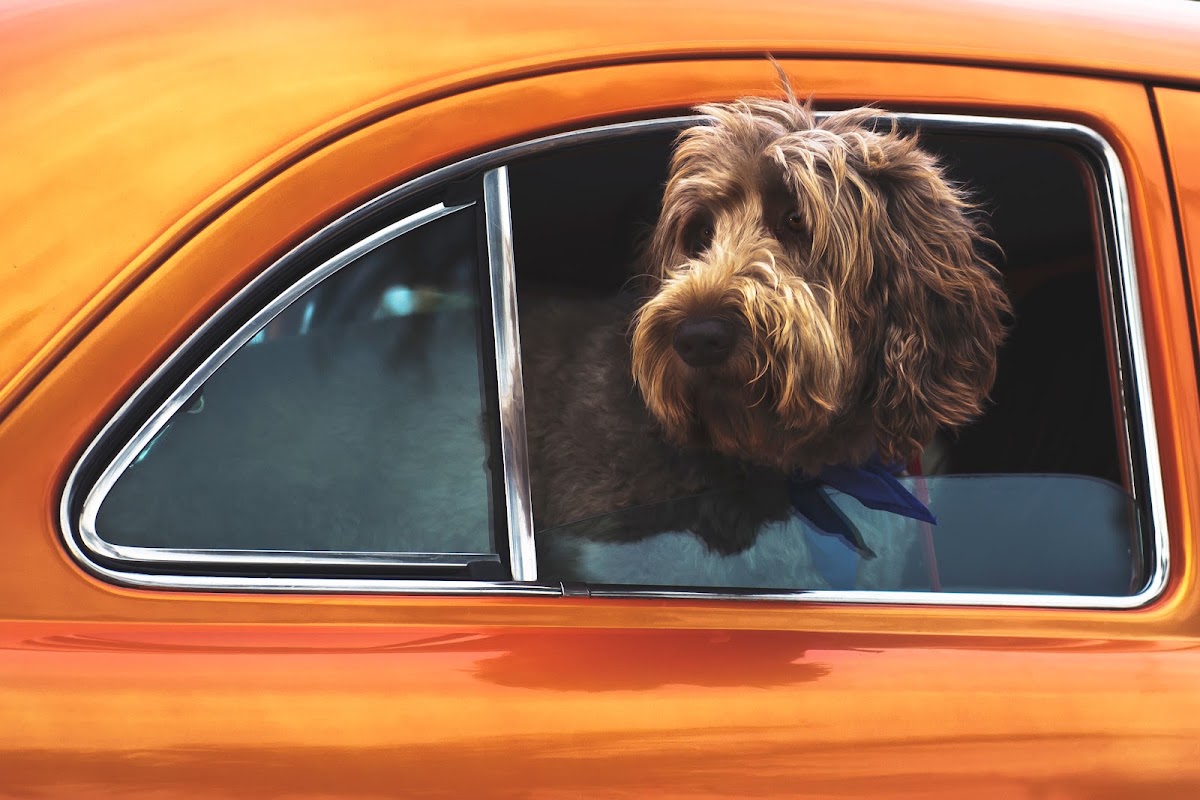 Pet Lift in Lakewood Ranch, FL