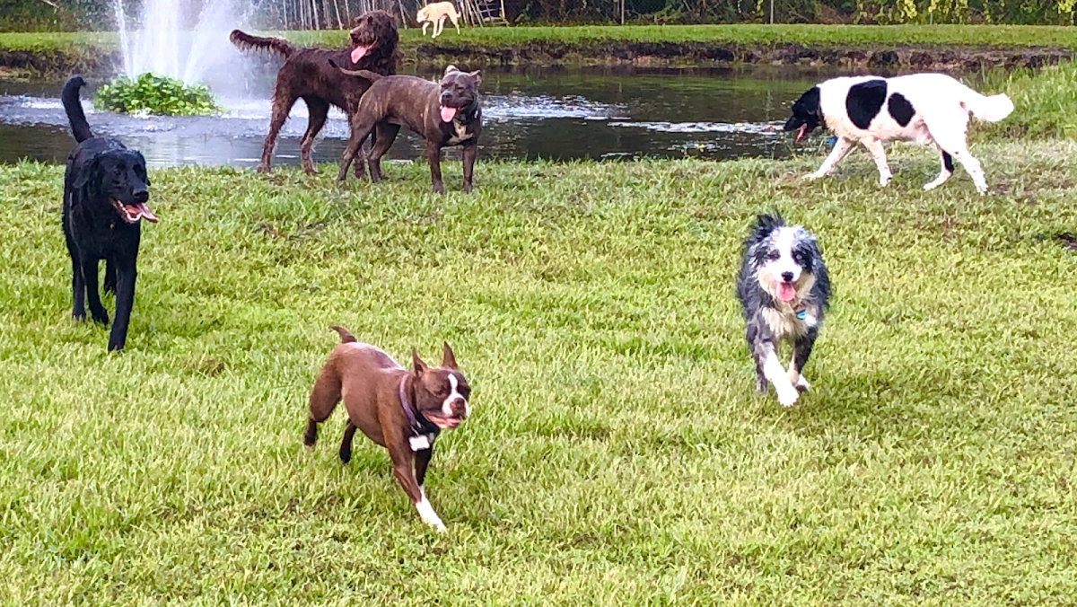AAA Pet Resort in Lakewood Ranch, FL