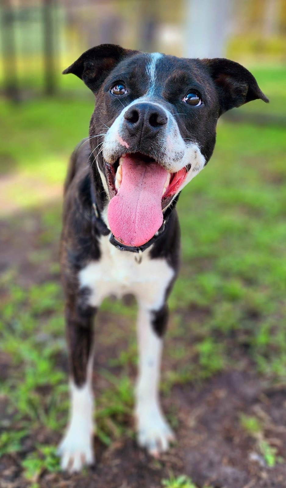 Nate's Honor Animal Rescue Center in Lakewood Ranch, FL