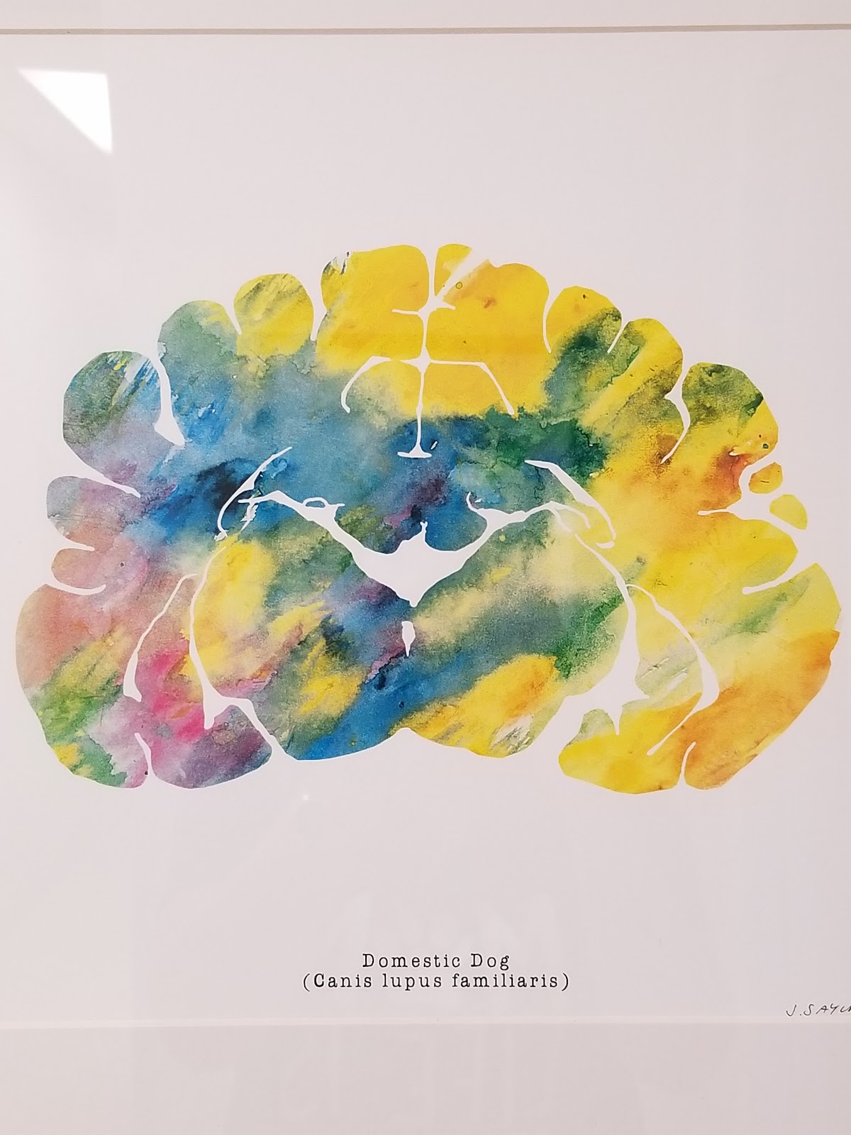 Levine Veterinary Neurology in Lakewood Ranch, FL