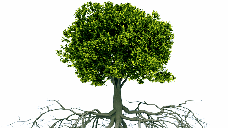 Ecopro Outdoor Solutions: Tree Service Provider in Lakewood Ranch, FL