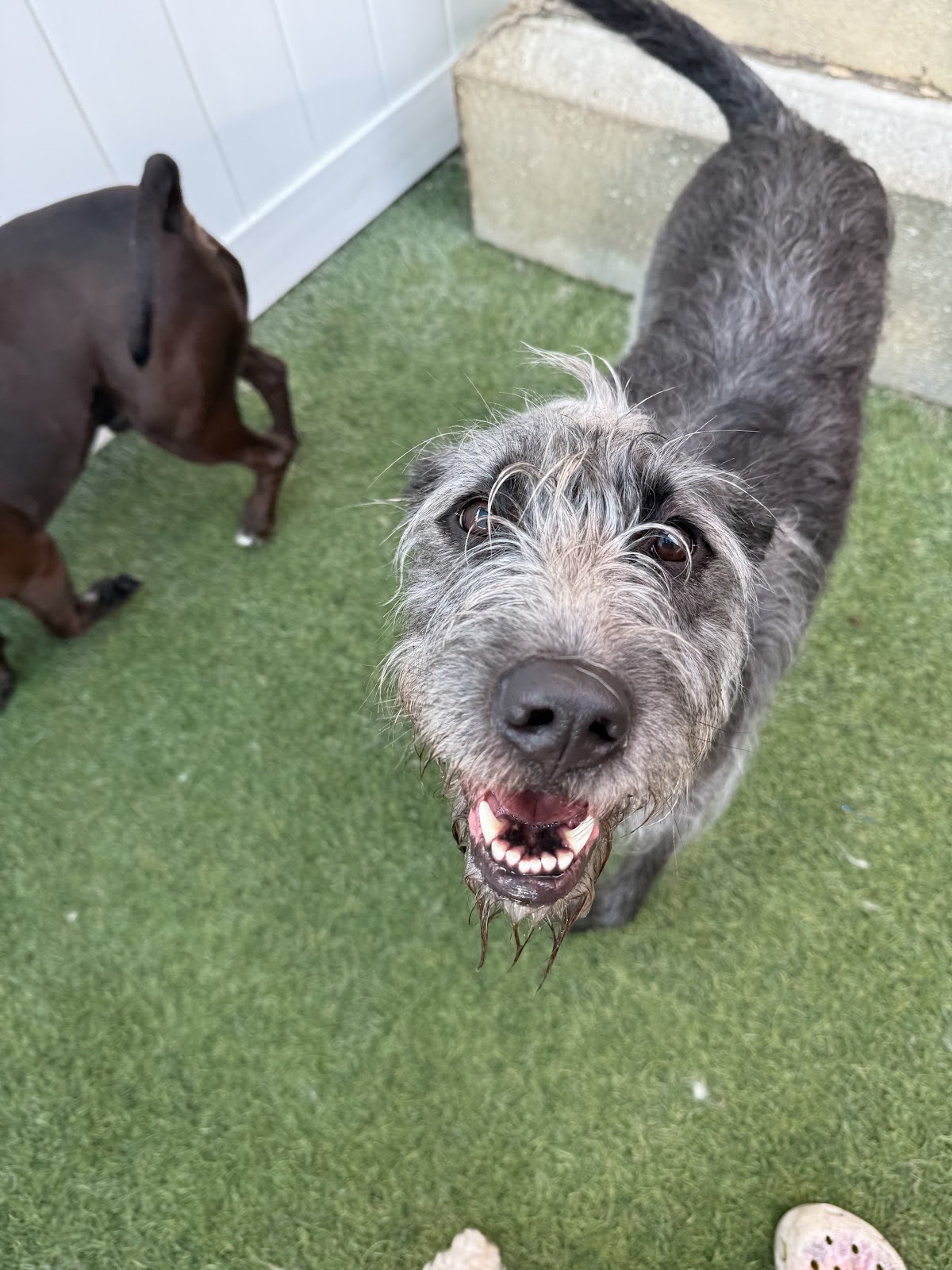 The Woof on Cortez Daycare & Boarding in Lakewood Ranch, FL