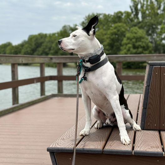 Gulf Coast K9 Dog Training in Lakewood Ranch, FL