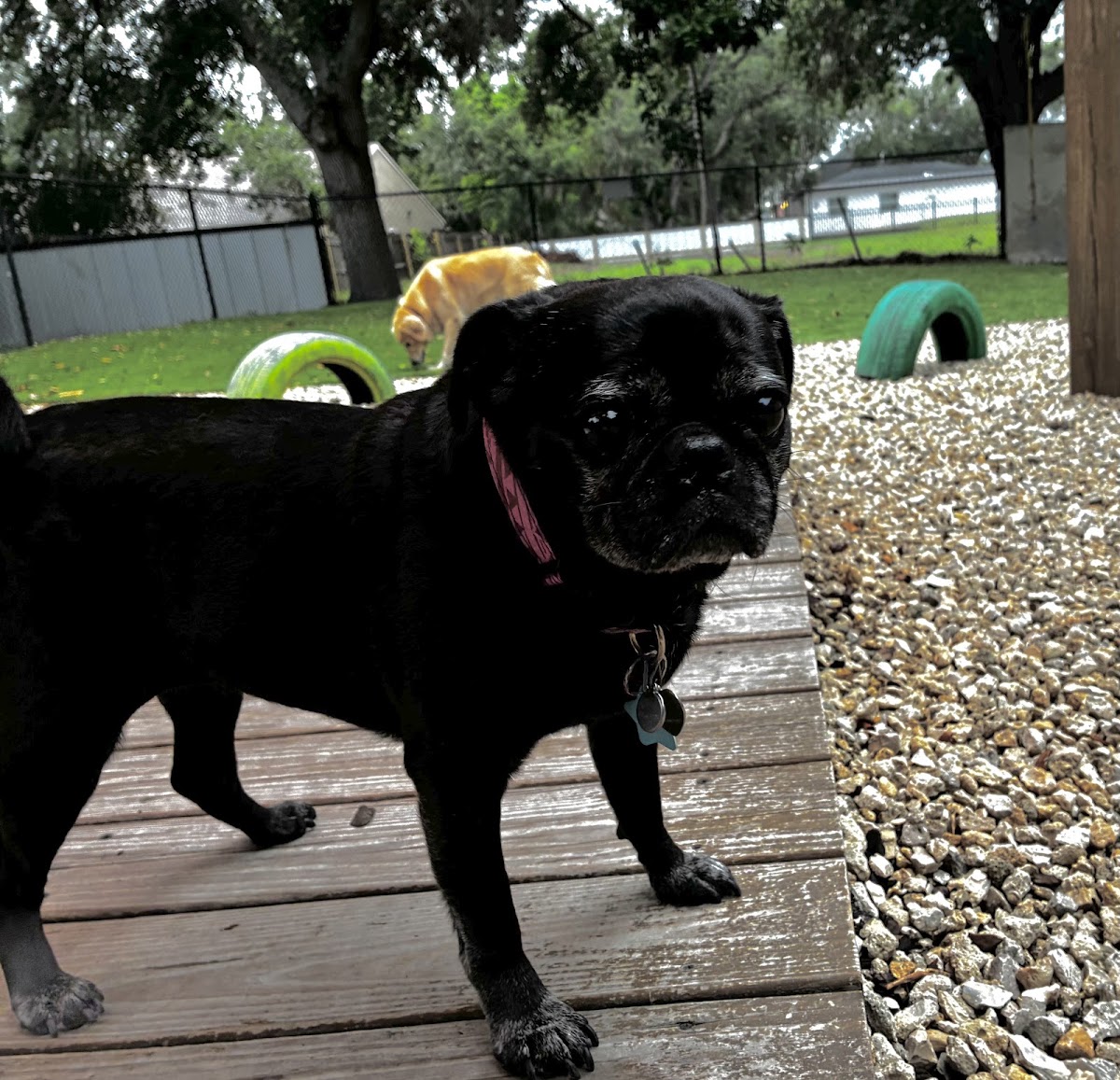 Doggy Resort SRQ in Lakewood Ranch, FL