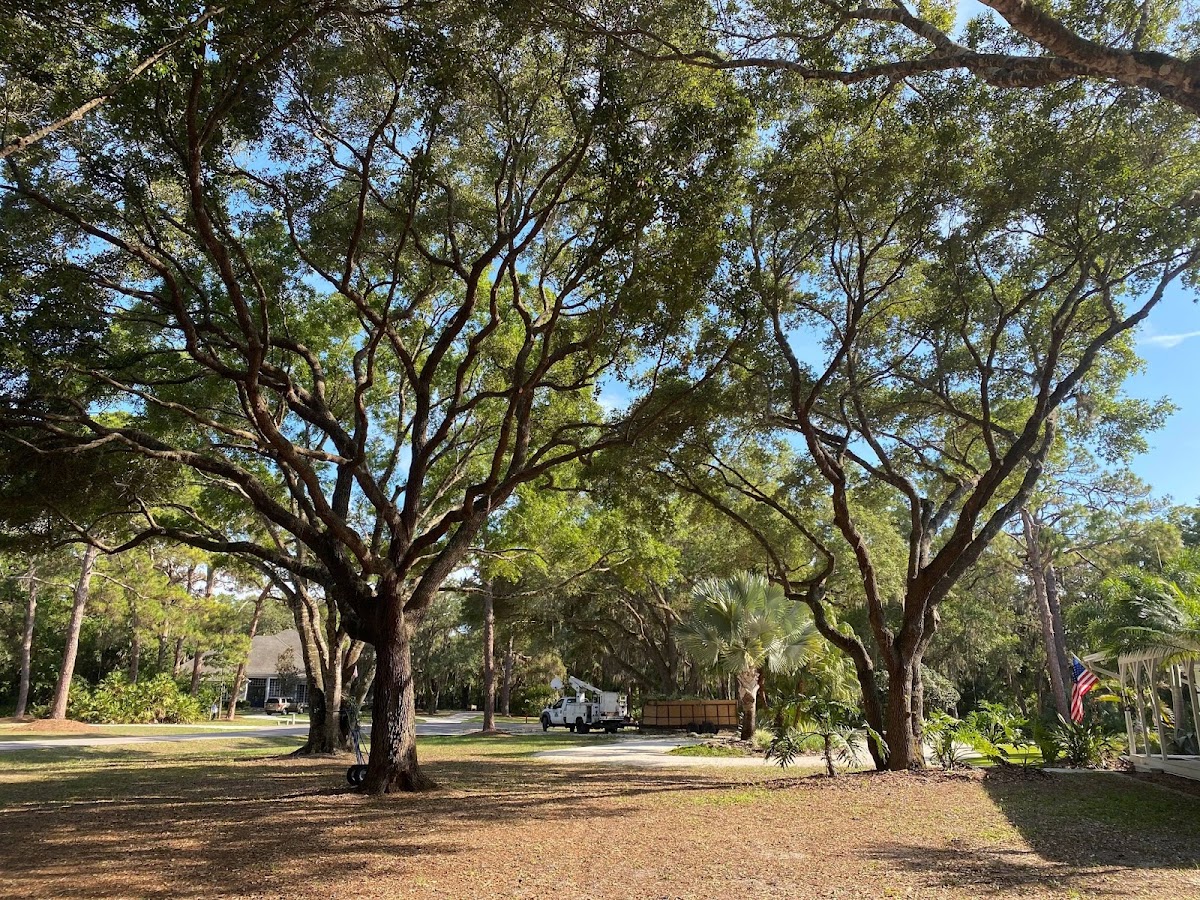 Pfeifer Tree Service in Lakewood Ranch, FL