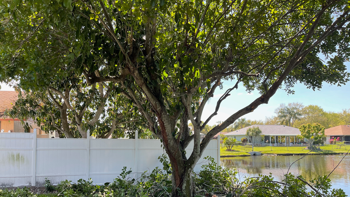 Jason & Sons Countreewide Tree Service LLC in Lakewood Ranch, FL