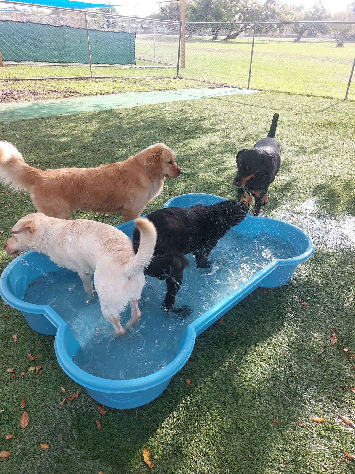 Ace Pet Resort in Lakewood Ranch, FL