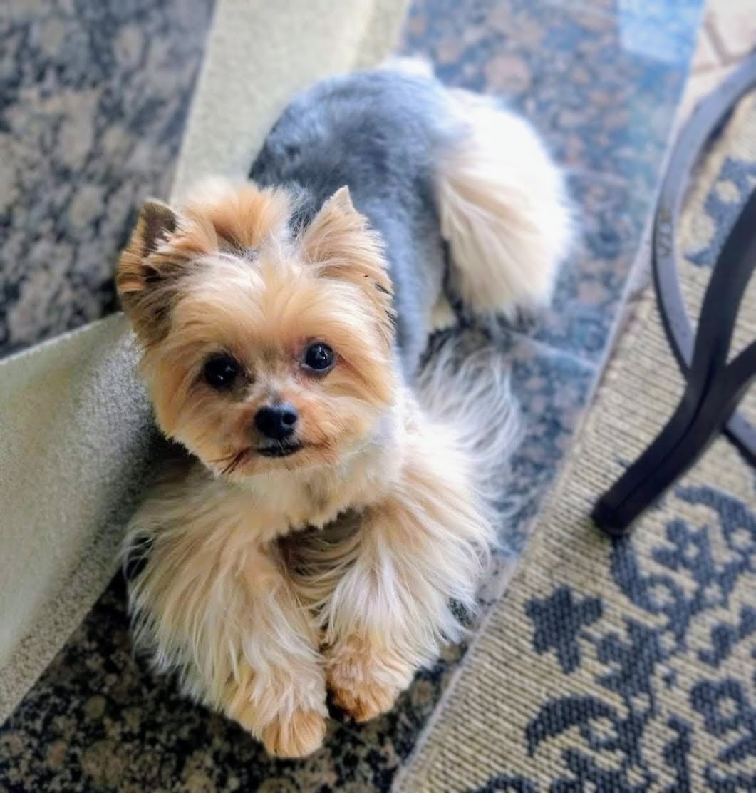 MY Pampered Pet Spa in Lakewood Ranch, FL