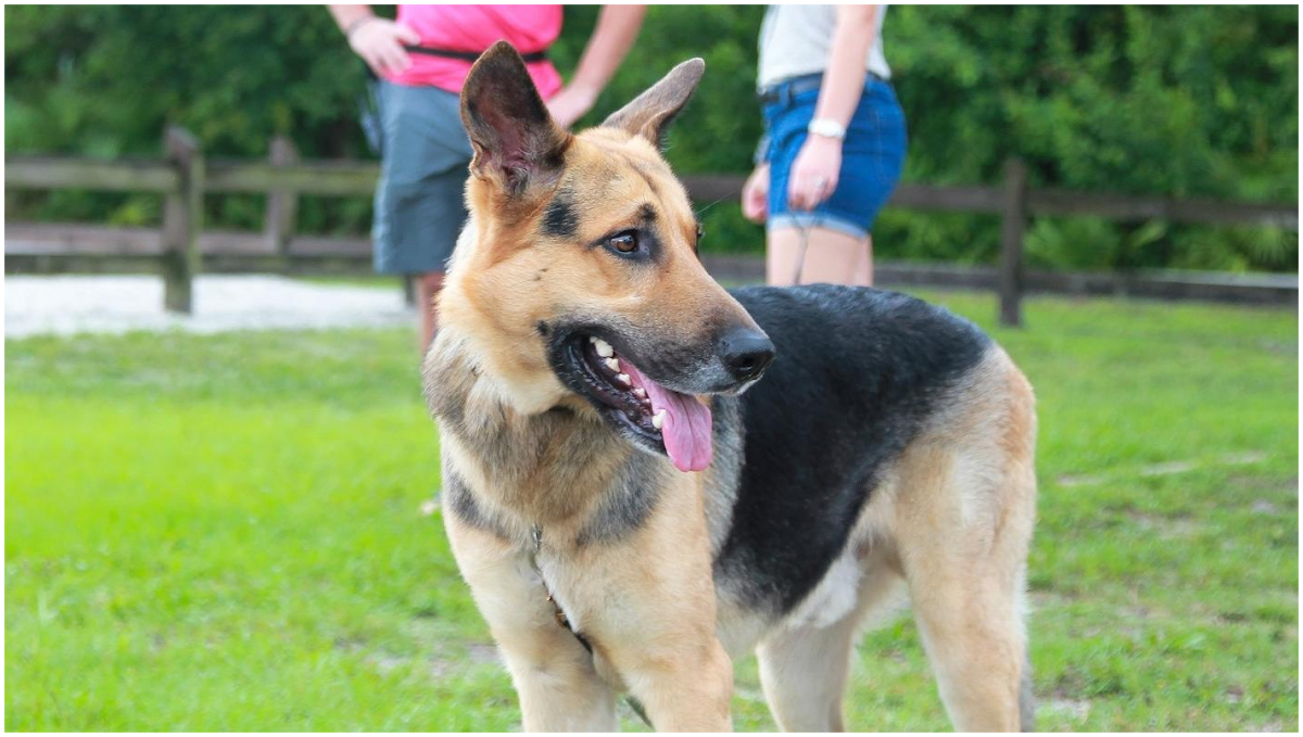 Swan Dog Training in Lakewood Ranch, FL