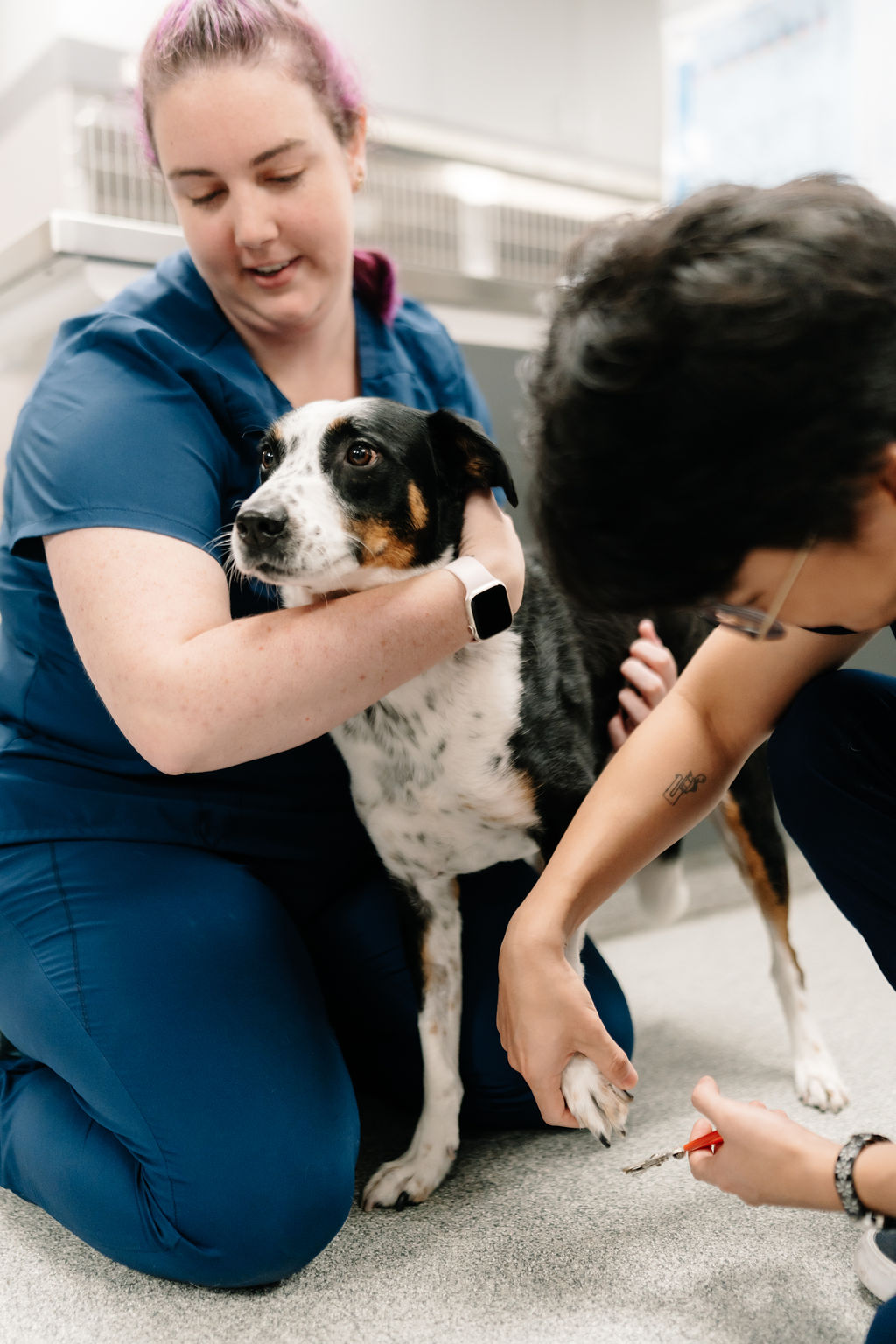 GoodVets Lakewood Ranch in Lakewood Ranch, FL