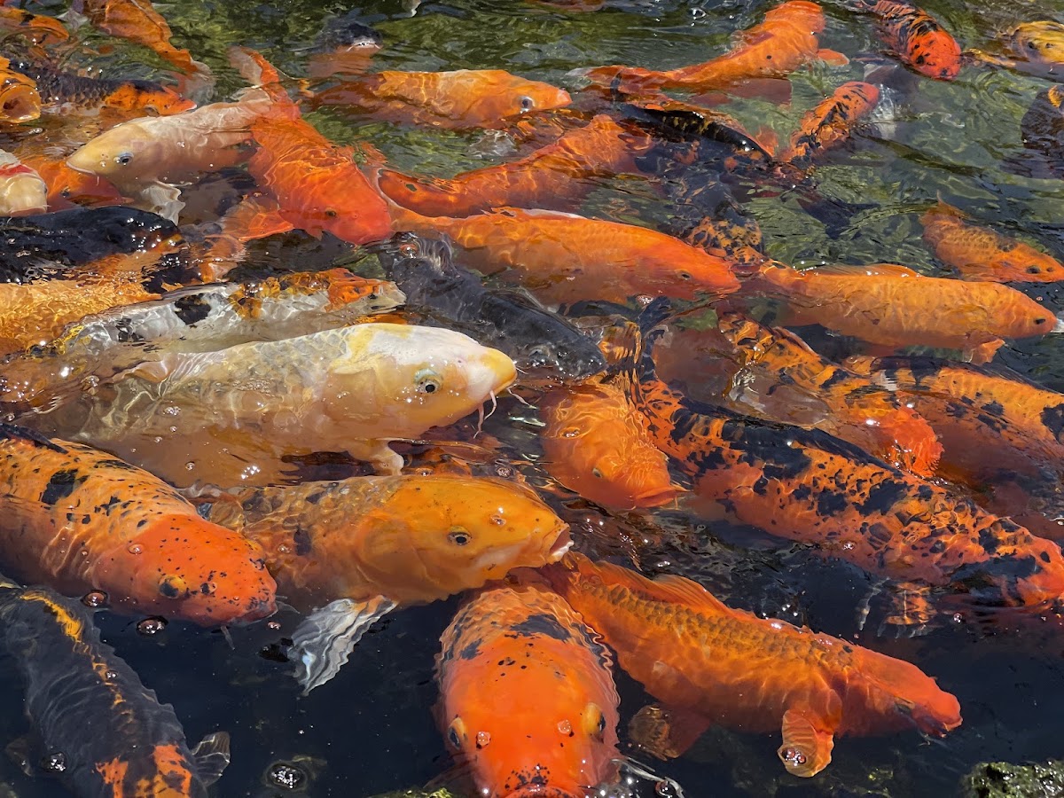 The Fish Hole at Lakewood Ranch in Lakewood Ranch, FL