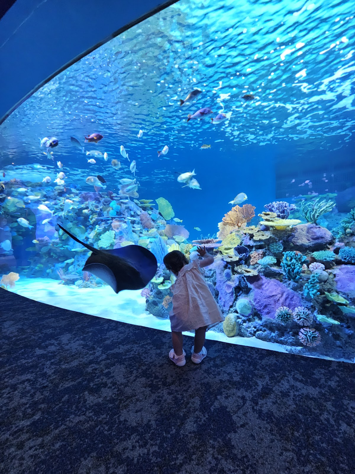Mote Science Education Aquarium (SEA) in Lakewood Ranch, FL
