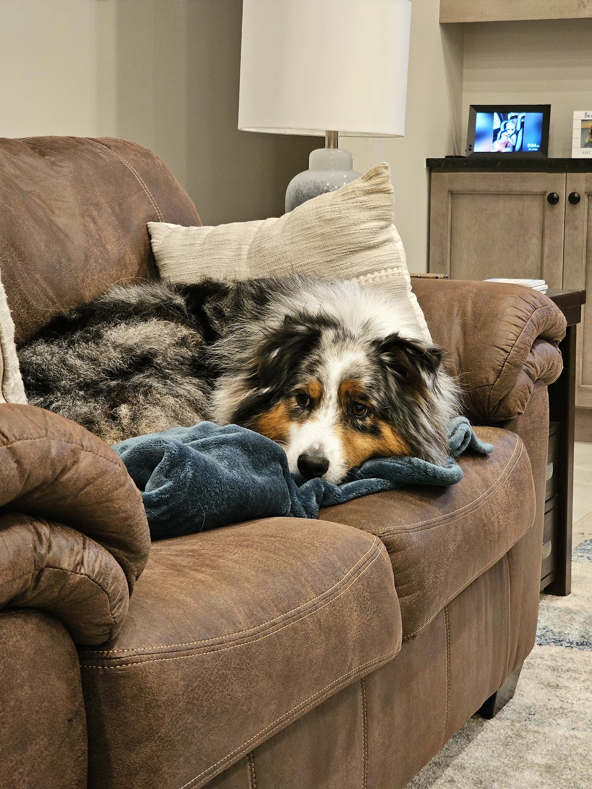 Animal House Doggie Bed & Breakfast in Lakewood Ranch, FL