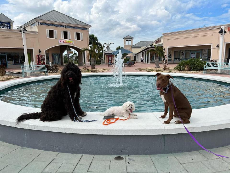The Dog Wizard - Dog & Puppy Obedience Training Sarasota in Lakewood Ranch, FL
