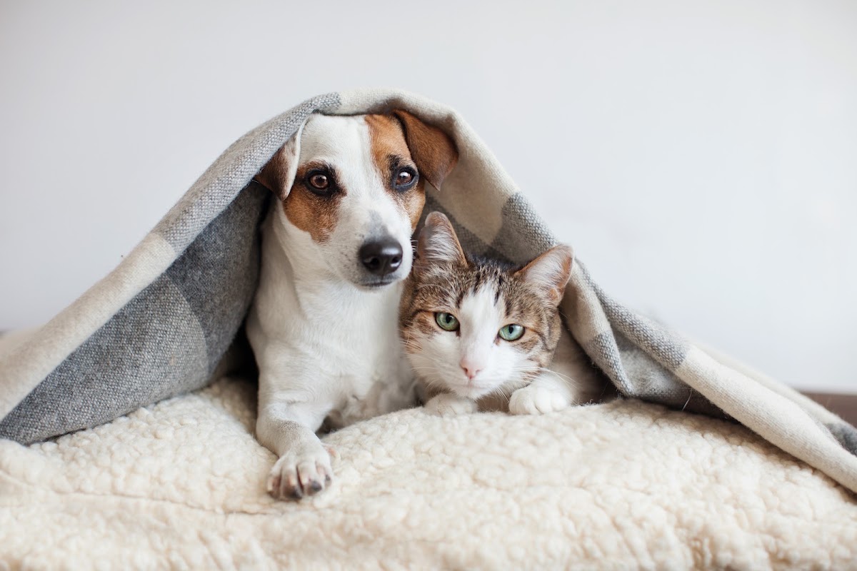 Sarasota Veterinary Services Walk-In Veterinary Clinic in Lakewood Ranch, FL