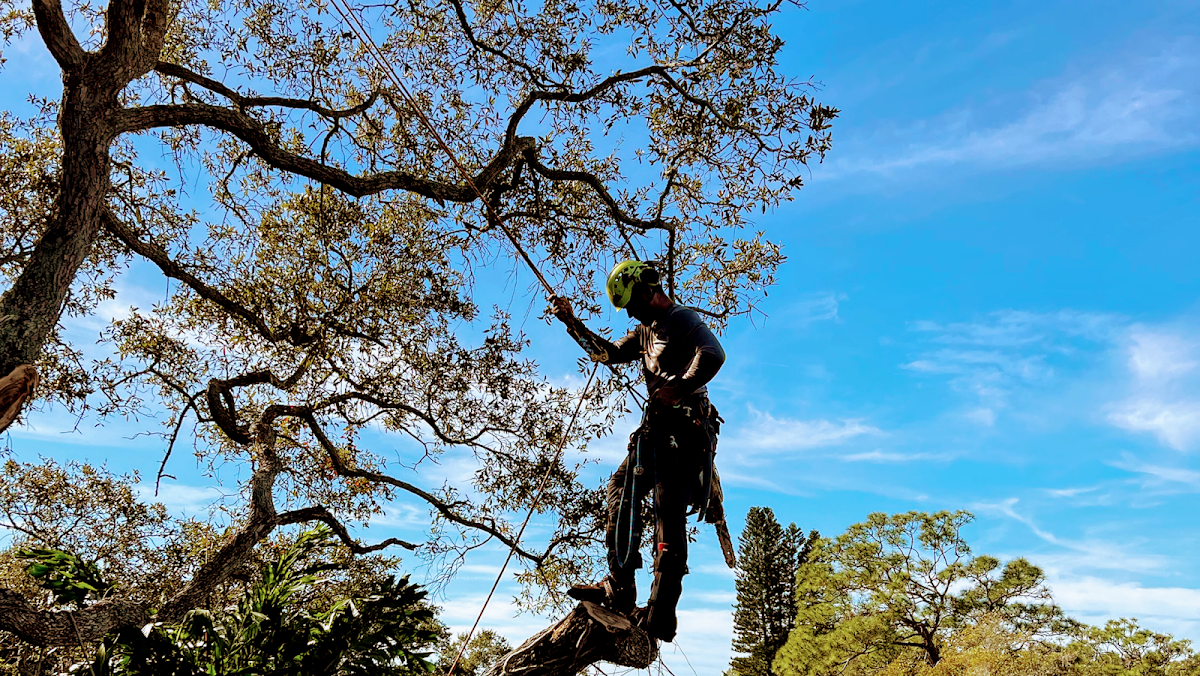 Morgan Tree & Land Service, LLC in Lakewood Ranch, FL