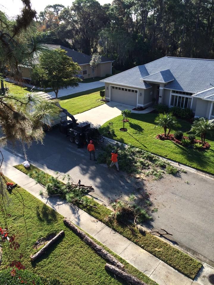 Olive Branch Tree Care in Lakewood Ranch, FL