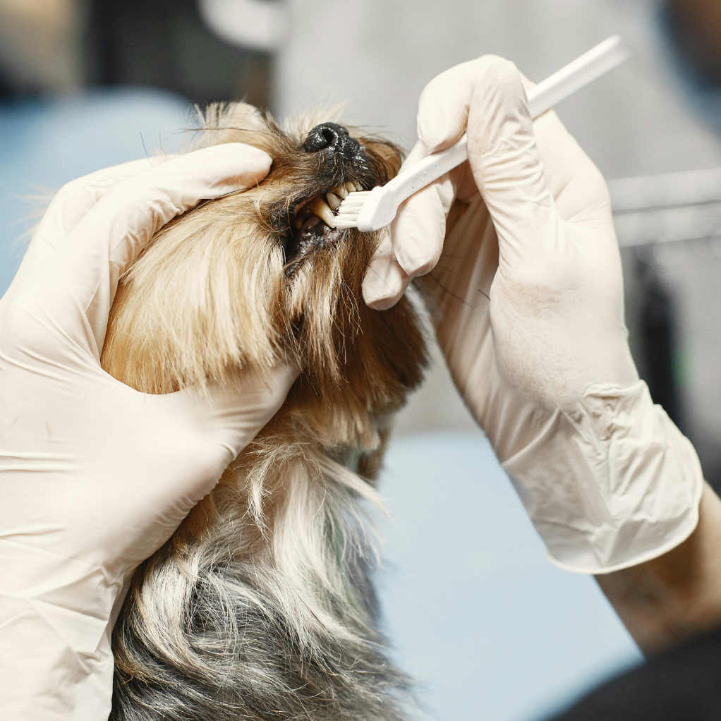 Dr. Nina Krajewski, Veterinarian in Lakewood Ranch, FL