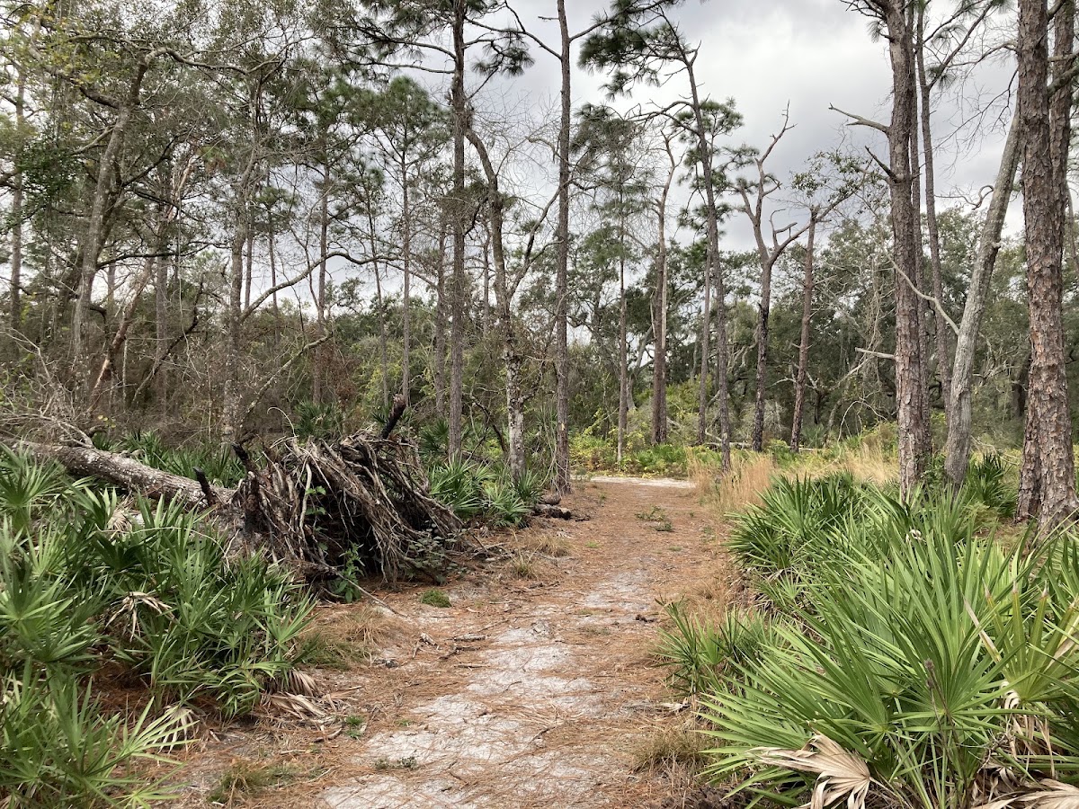 Johnson Preserve at Braden River in Lakewood Ranch, FL