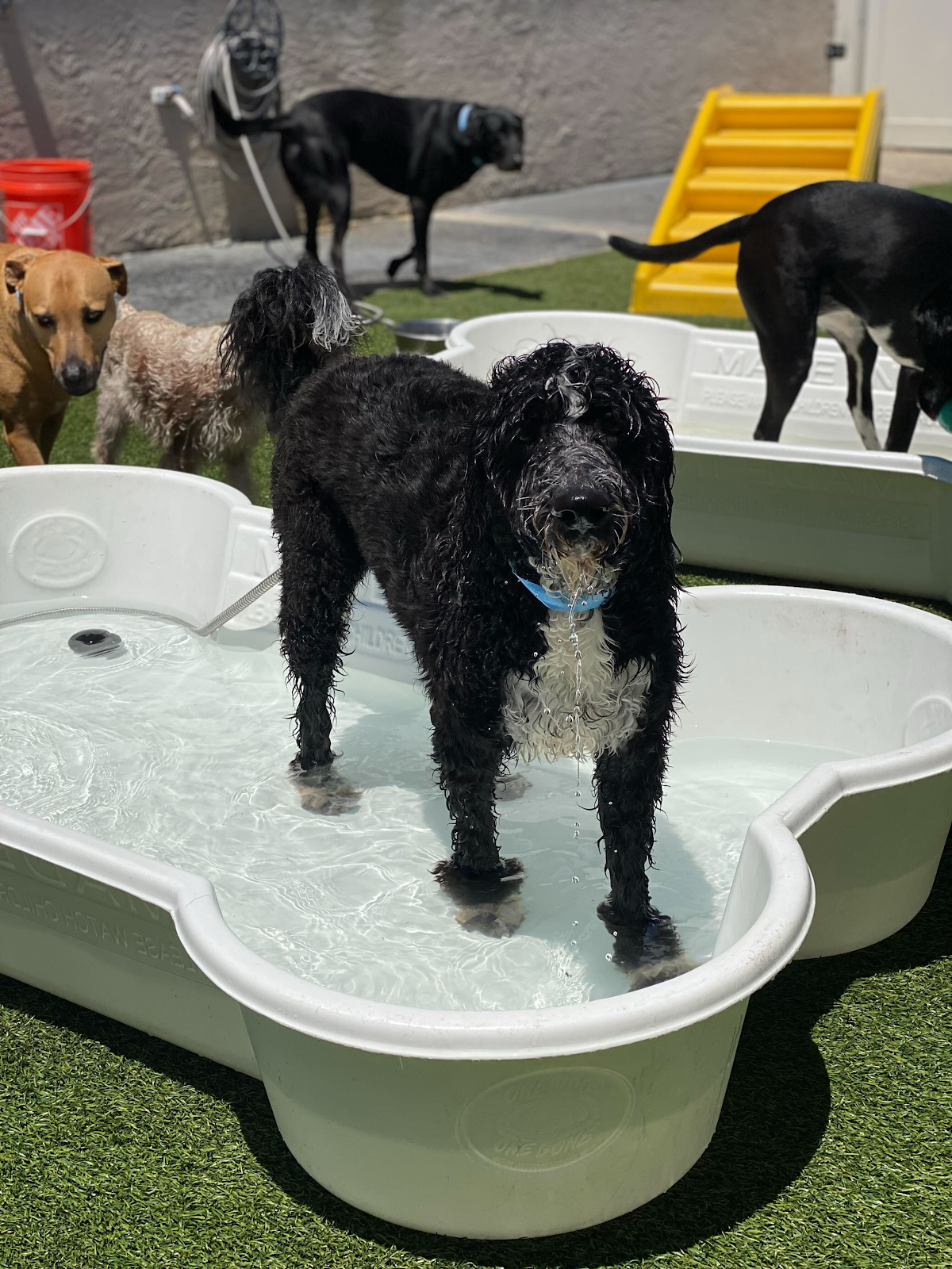 The Lucky Puppy Resort & Spa in Lakewood Ranch, FL