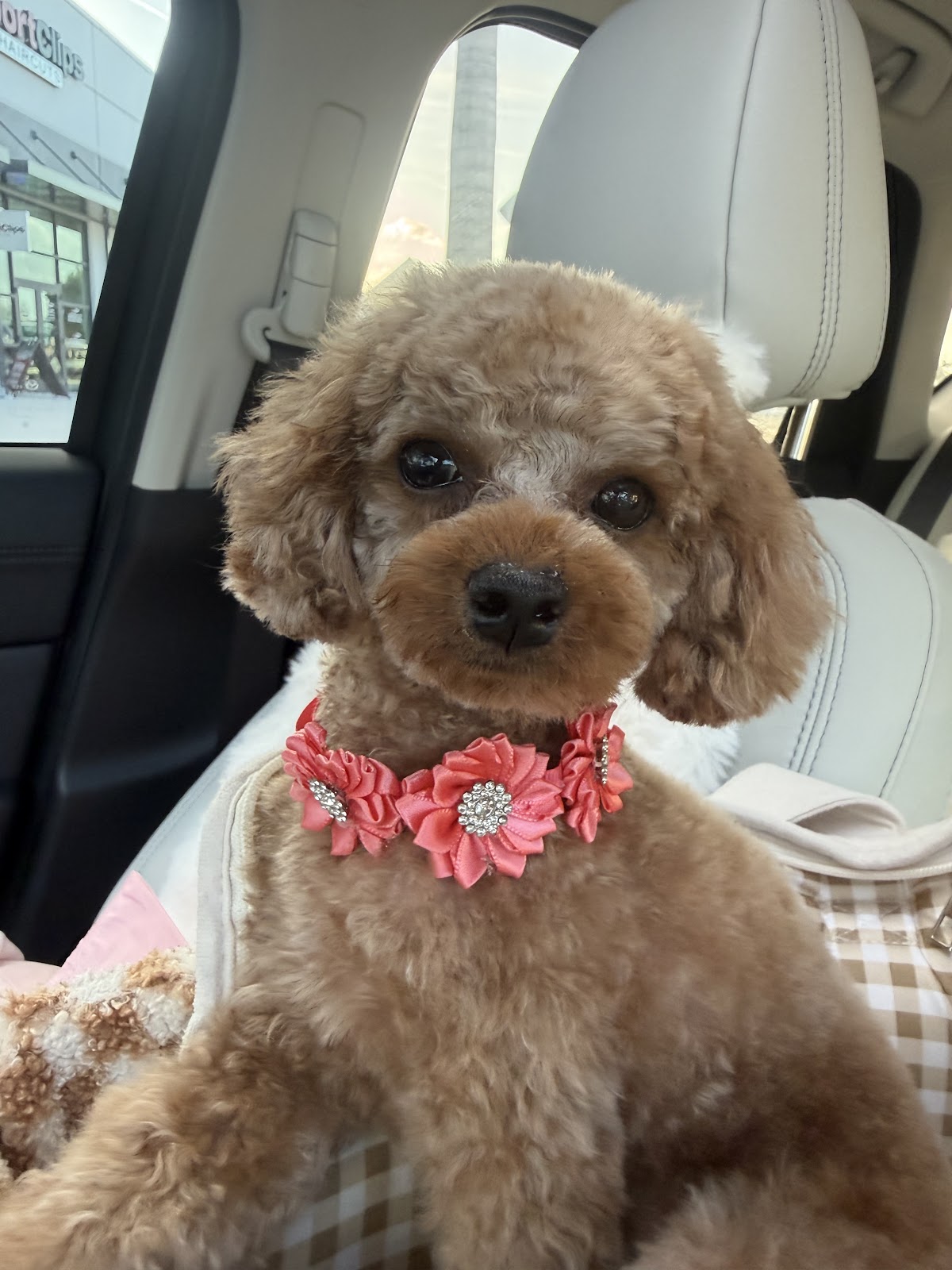 Woof Gang Bakery & Grooming Waterside in Lakewood Ranch, FL