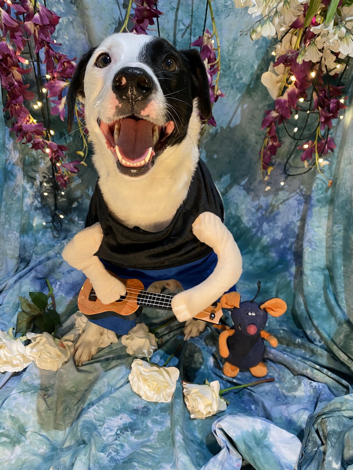 Pooch’s Plus Pet Lodge LLC in Lakewood Ranch, FL
