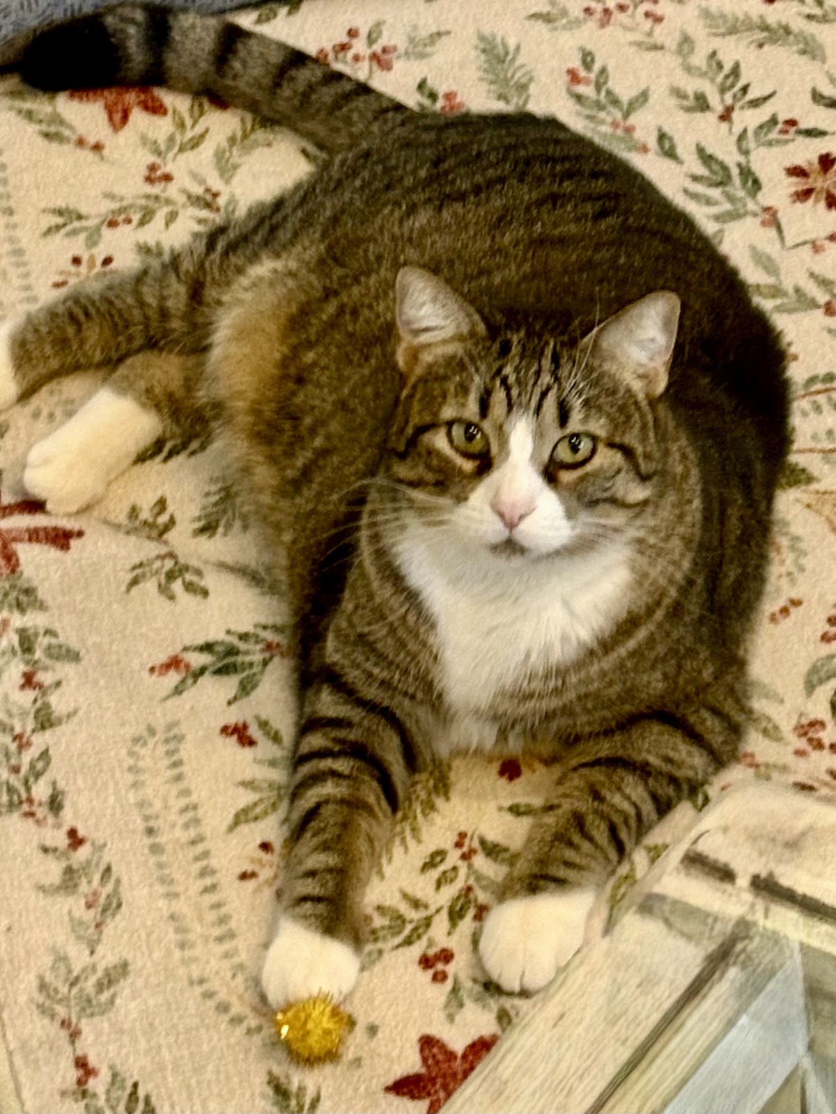 Animal Dermatology Clinic in Lakewood Ranch, FL