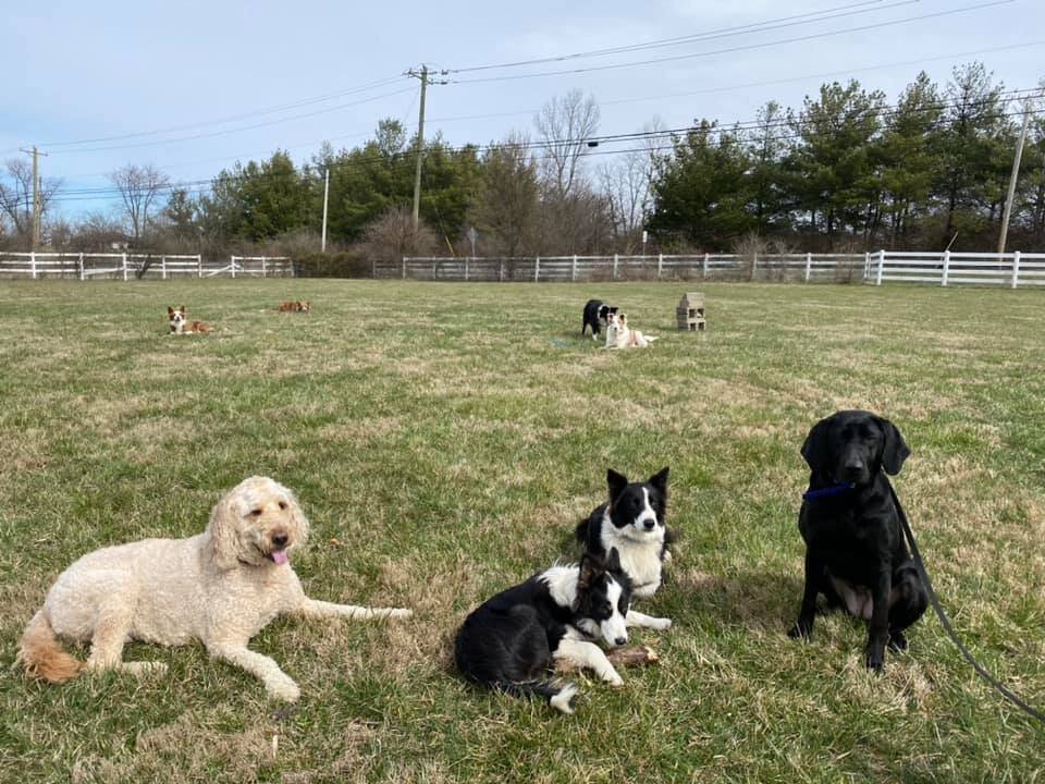 Suncoast Dog Daycare in Lakewood Ranch, FL