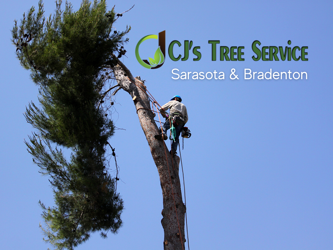 CJ's Tree Service - Sarasota Tree Service in Lakewood Ranch, FL