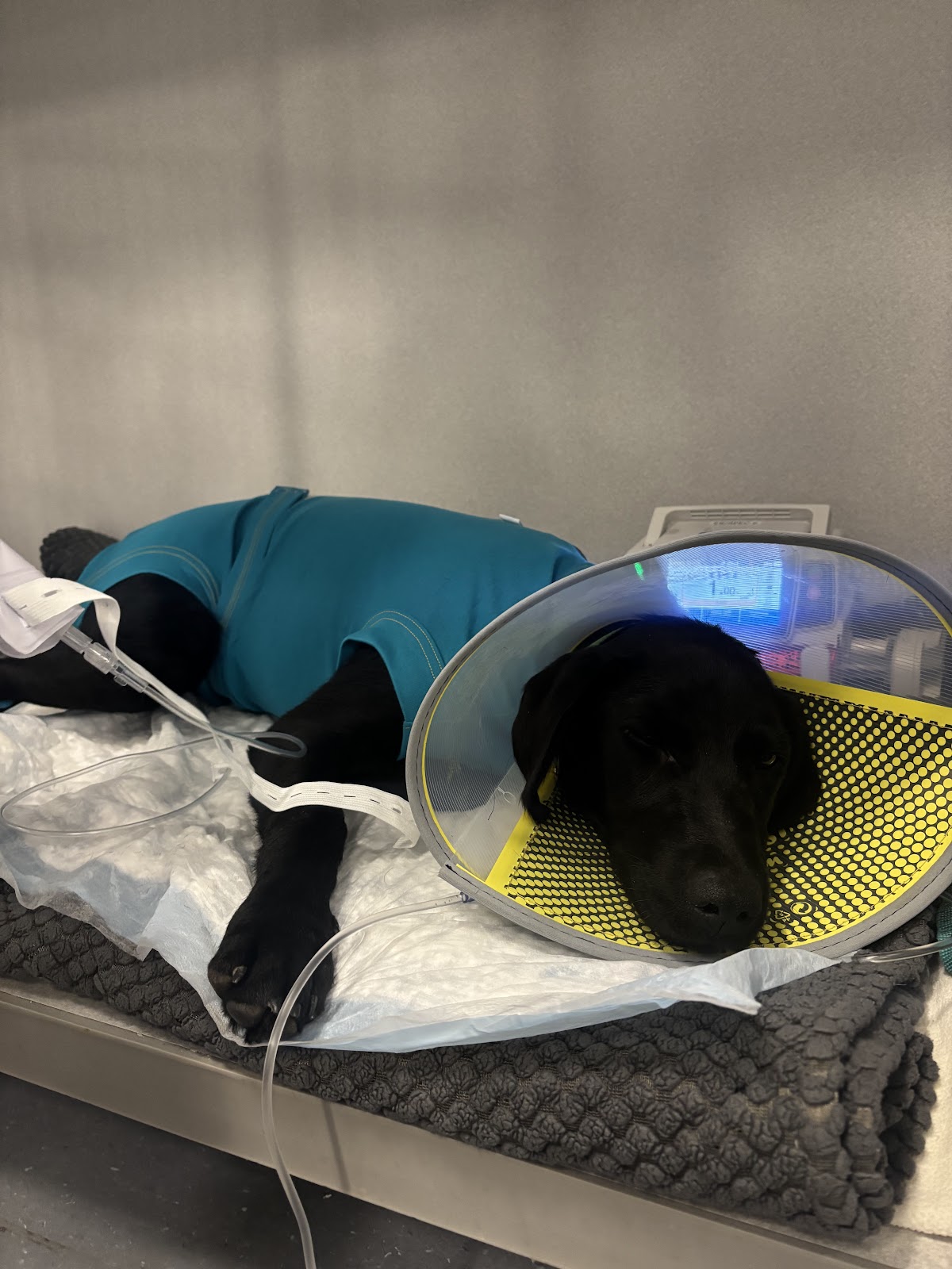 Veterinary Medical Center at Lakewood Ranch in Lakewood Ranch, FL