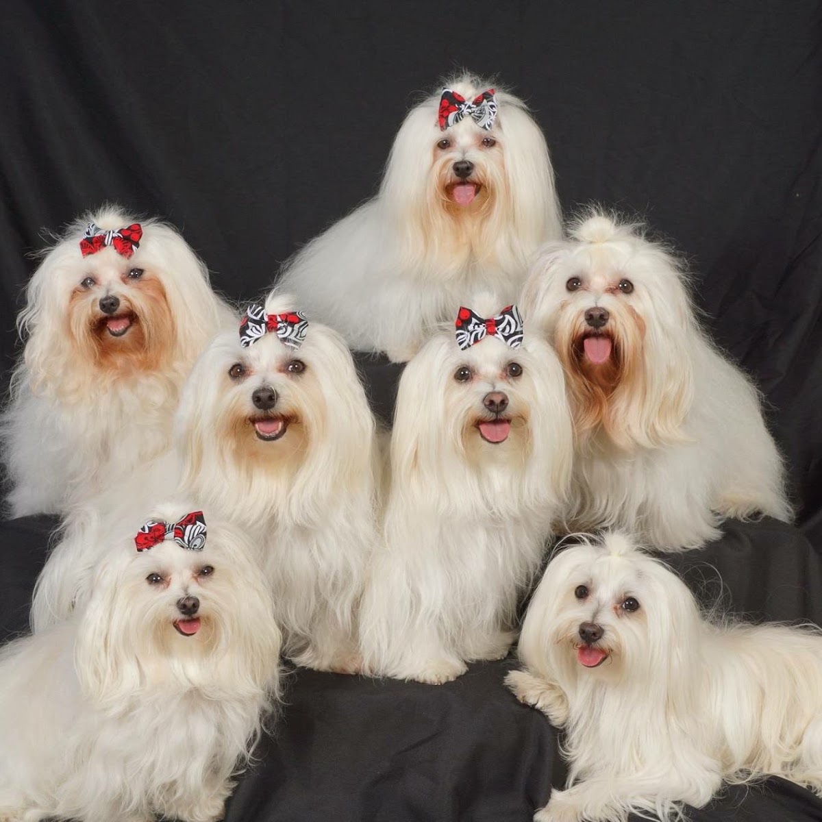 All Pets Animal Hospital at Lakewood Ranch in Lakewood Ranch, FL