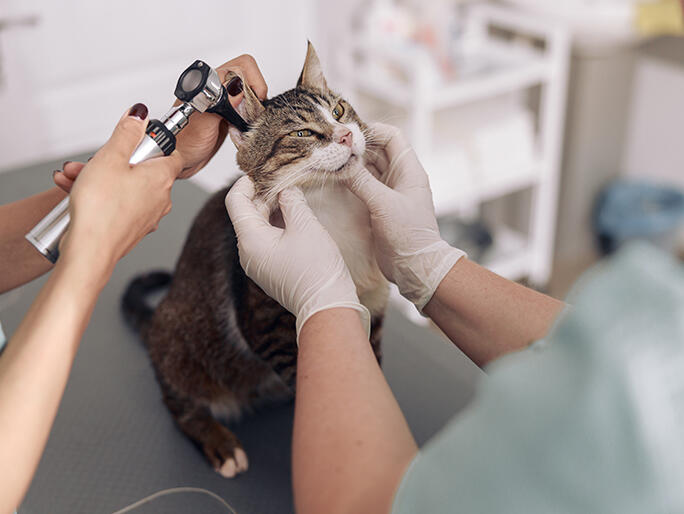 Banfield Pet Hospital in Lakewood Ranch, FL