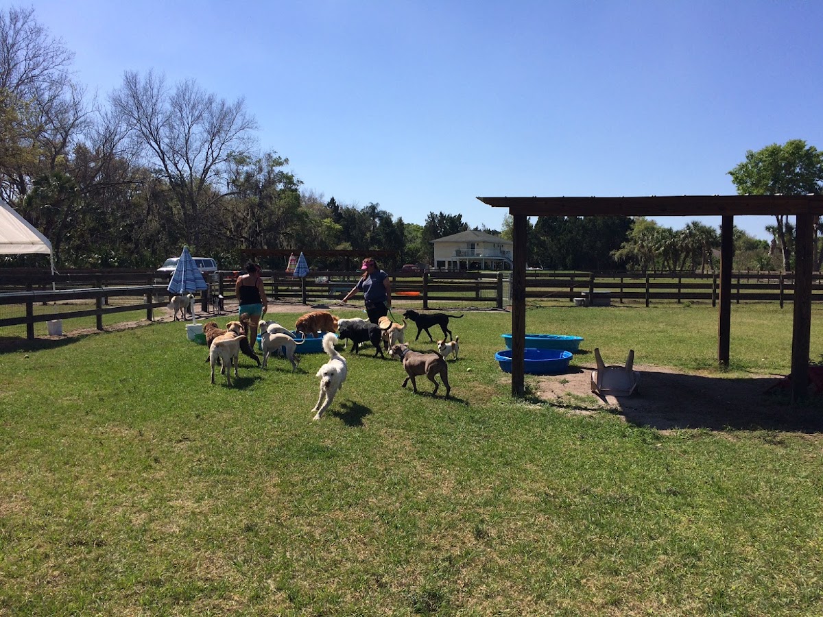 Four Paws Doggie Day Camp in Lakewood Ranch, FL