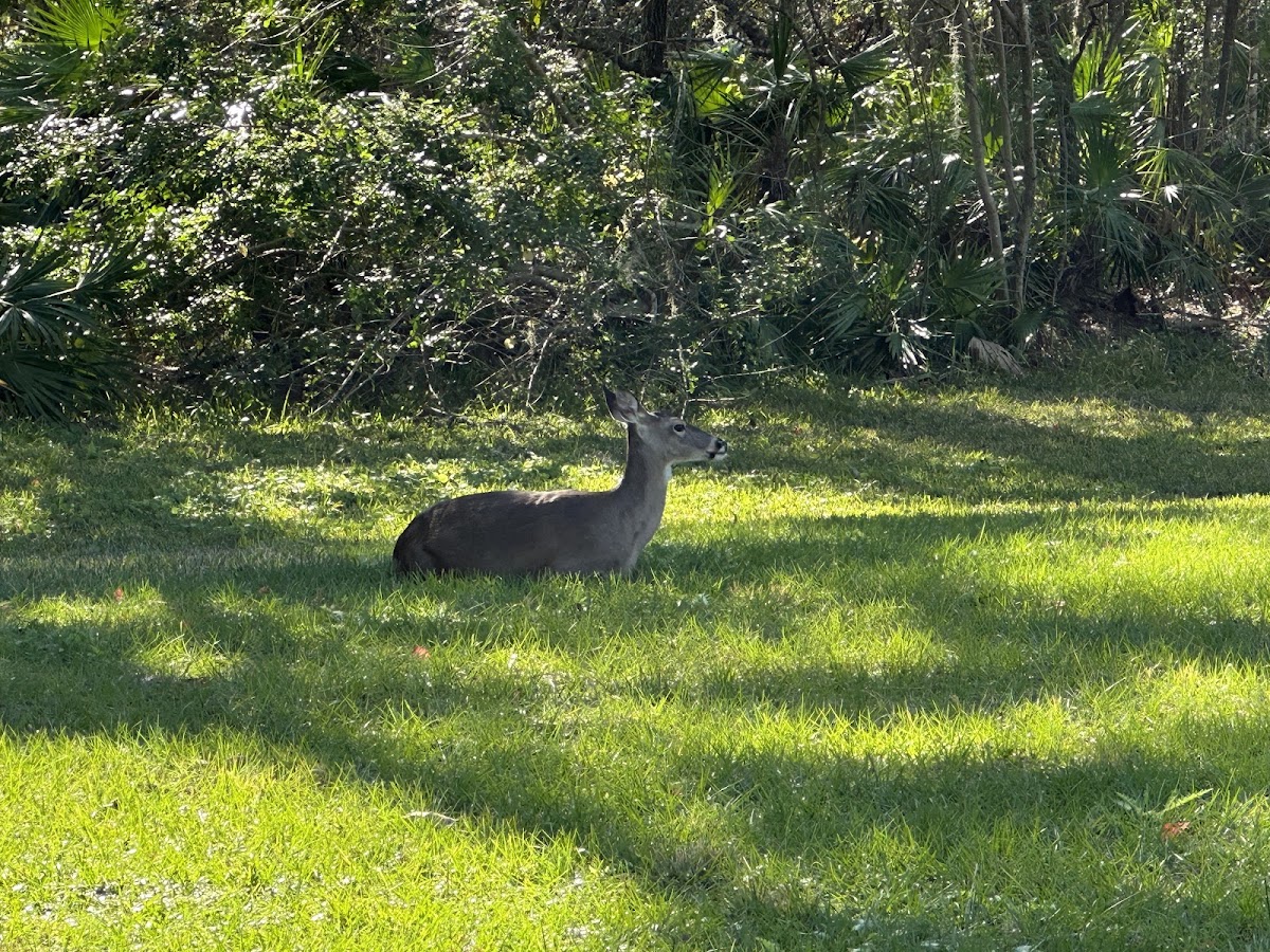 Panther Ridge Preserve Community Park in Lakewood Ranch, FL