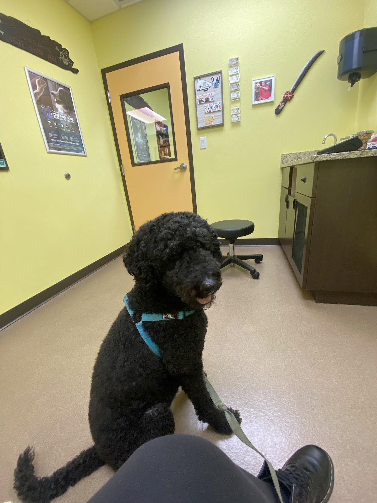Coastal Animal Medical Center in Lakewood Ranch, FL